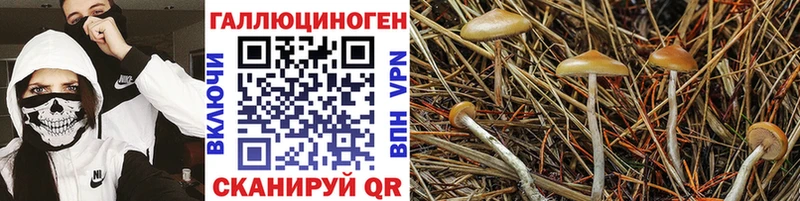 Галлюциногенные грибы Cubensis  даркнет сайт  Балабаново 